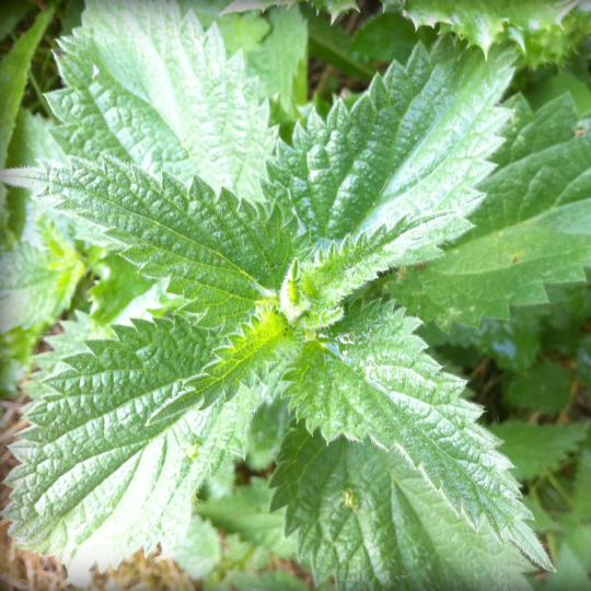 Nettle (Urtica dioica) | Terre promise