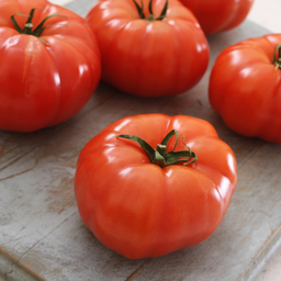 [331] Savignac (Dufresne) tomato (Solanum lycopersicum 'Savignac')