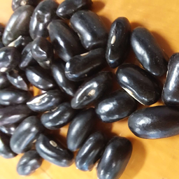 [241] Black Seed Butter Bean (Phaseolus vulgaris var. nana 'Black Seed Butter Bean)