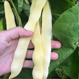 [123] Haricot grimpant Fideluta (Phaseolus vulgaris)