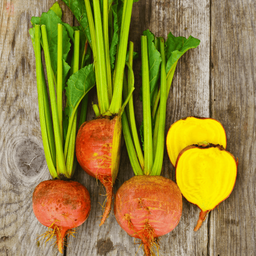 [033] ﻿Betterave Touchstone Gold (Beta vulgaris)﻿