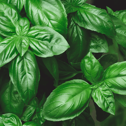 [024]  Genovese basil (Ocimum basilicum)