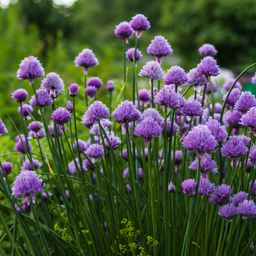 [060] ﻿Ciboulette commune (Allium schoenoprasum)﻿