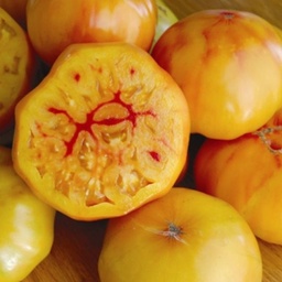 [292] Gold Medal Tomato (Solanum lycopersicum)