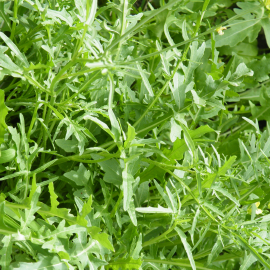 Wild arugula (Diplotaxis tenuifolia) | Terre promise