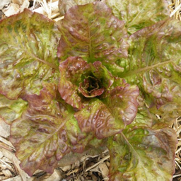 [092] Black-seed Alphange lettuce (Lactuca sativa L. var. longifolia)
