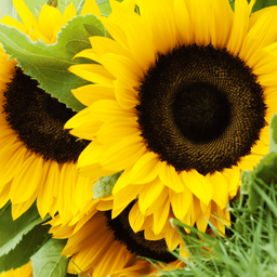 [222] Sunflower (Helianthus annuus)