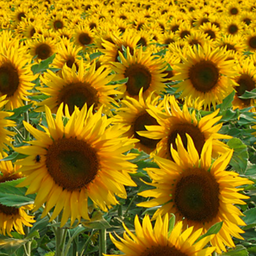 [222] Sunflower (Helianthus annuus)