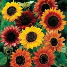 [222] Sunflower (Helianthus annuus)