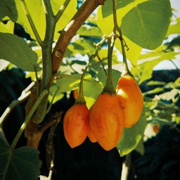 [129] Dwarf tamarillo (Solanum abutiloides)