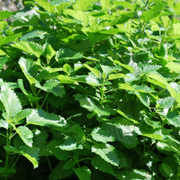 [124] Lemon balm (Melissa officinalis)