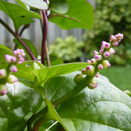 [080] Épinard de Malabar ( Basella rubra)