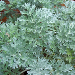 [001] Wormwood (Artemisia absinthium)