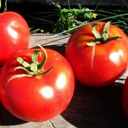 [320] Tomate Québec #13 (Solanum lycopersicum)
