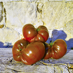 [309] Tomate Noire de Crimée (Solanum lycopersicum)