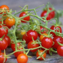 [294] Tomate groseille (Solanum pimpinellifolium)
