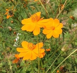 [357] Cosmos sulfureux (Cosmos sulphureus)