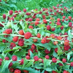 [081] Strawberry spinach (Chenopodium capitatum)