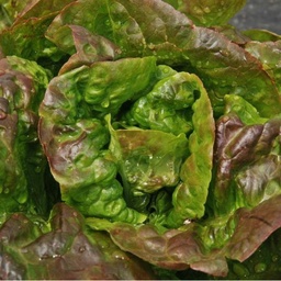 [93] Baquieu lettuce (Lactuca sativa)
