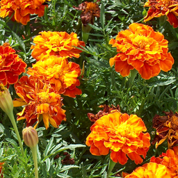 [140] ﻿Tagètes (Tagetes sp.)﻿
