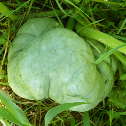 [075] 'Triamble' squash (Cucurbita maxima 'Triamble')