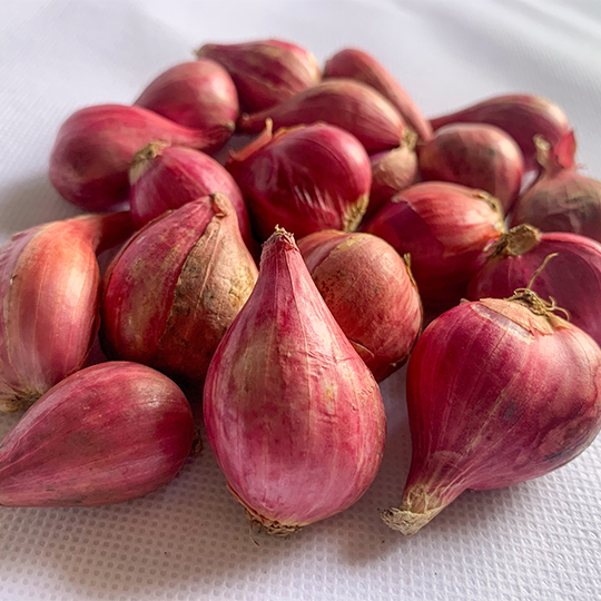 Onion &lsquo;Catawissa&rsquo; (Allium x proliferum, syn. Allium cepa var