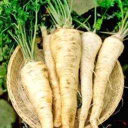 [153] Tuberous parsley (Petroselinum crispum var. tuberosum)