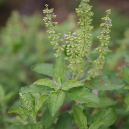 [026] Basilic Sacré (Ocimum sanctum)