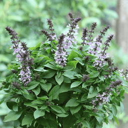 [026] Holy Basil (Ocimum sanctum)