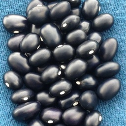 [304] Haricot nain Black Coco (Phaseolus vulgaris)