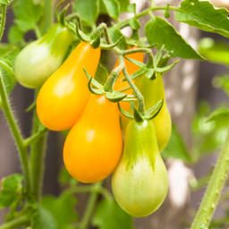 [318] Tomate Poire Jaune (Solanum lycopersicum )