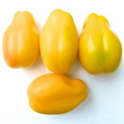 [340] Tomate Yellow Bell (Solanum lycopersicum)