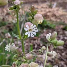 [206] Silène enflée ( Silene vulgaris)