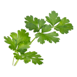 [152] Flat Parsley (Petroselinum crispum var. neapolitanum)