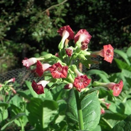 [213] Tabac Russian Red ( Nicotiana tabacum)