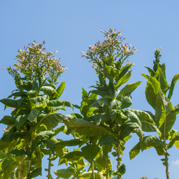 [211] Tabac Parfum d'Italie (Nicotiana tabacum)