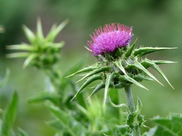 [217] Chardon Marie (Silybum marianum)