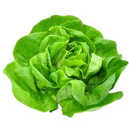 [094] Côte de Beaune lettuce (Lactuca sativa)