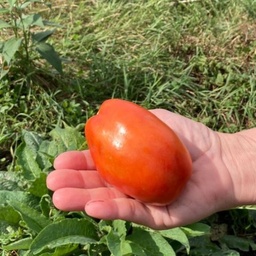 [321] Tomato Quebec 2473 (Solanum lycopersicum)