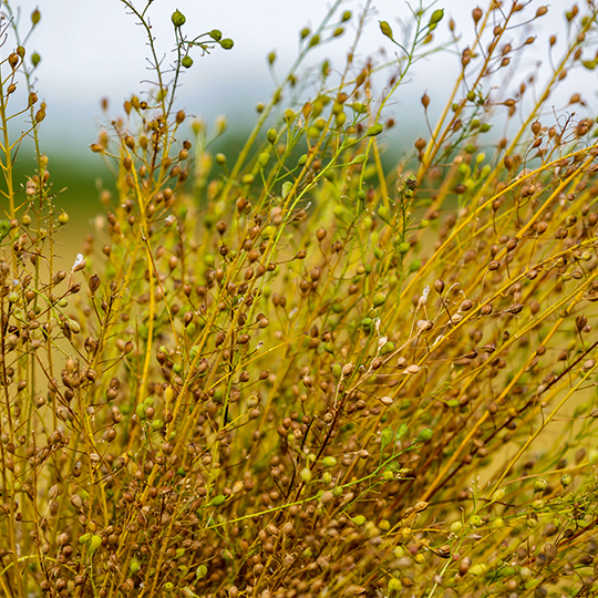 Graines De Cameline Bio (Camelina Sativa) - Engrais Vert 40g - Plante Rustique Pour Couvrir Le Sol Et Lutter Contre Les Mauvaises Herbes - 4