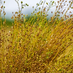 [036] Cameline (Camelina sativa)