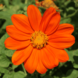 [220] Tithonia Mexicain (Tithonia rotundifolia)