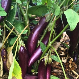 [018] Little Fingers Eggplant (Solanum melongena)