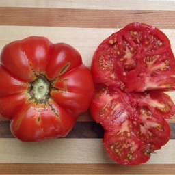 [314] Tomate Palestinienne (Solanum lycopersicum)
