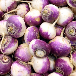 [137] Turnip White Purple Globe (Brassica rapa)