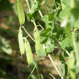 [175] Oregon Sugar Pod II Pea (Pisum sativum var.)