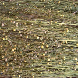 [108] Textile flax (Linum usitatissimum)
