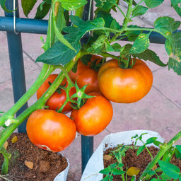 [295] Large Orange Tomato (Solanum lycopersicum)