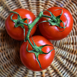 [341] Tomate 42 jours ( Solanum lycopersicum)