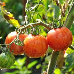 [336] Sunrise Bumble Bee Tomato (Solanum lycopersicum)